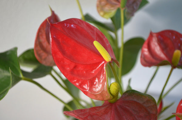 anthurium red bloom