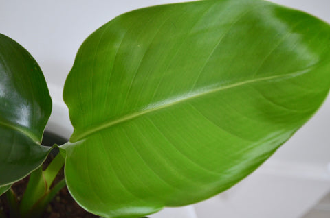 bird of paradise foliage