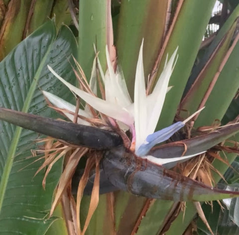 bird of paradise bloom