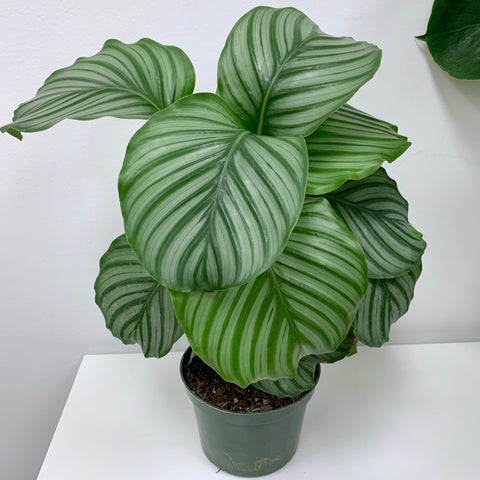 6 inch calathea orbifolia