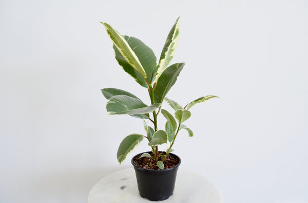 ficus elastica tineke houseplant