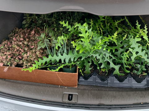 houseplants in car