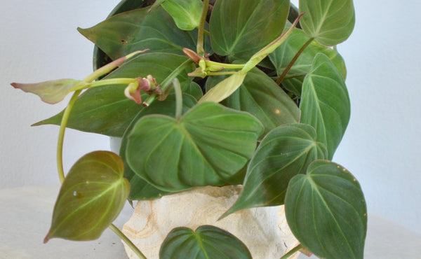 philodendron micans plant