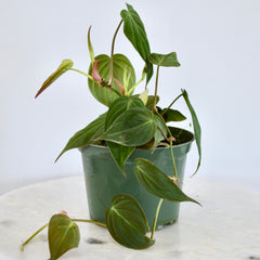 philodendron micans 6 inch