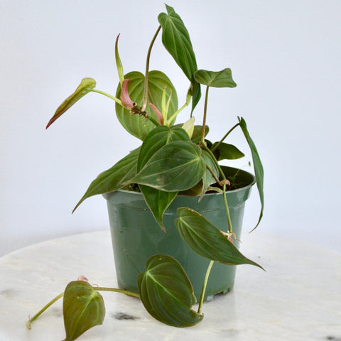 philodendron micans plant