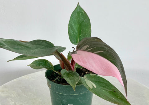 pink princess philodendron