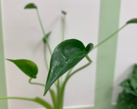 alocasia tiny dancers