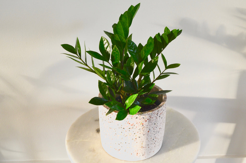 zz plant potted in terrazzo