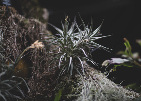 wild air plants