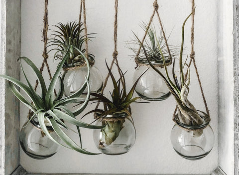 air plant decor