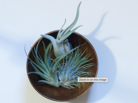 air plants in bowl