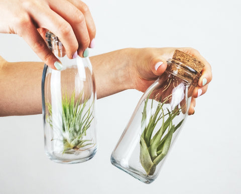 air plant terrarium