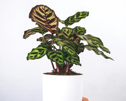 calathea peacock