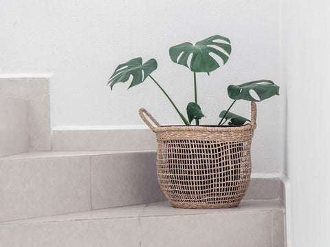 monstera plant isolated