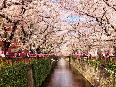 japan cherry blossoms