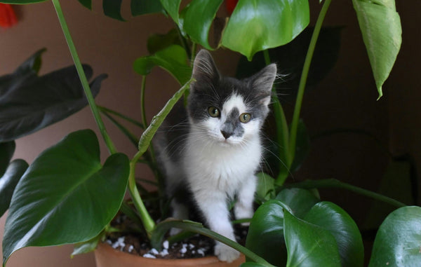 kitten in a monstera plant