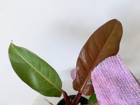 wiping houseplant leaf