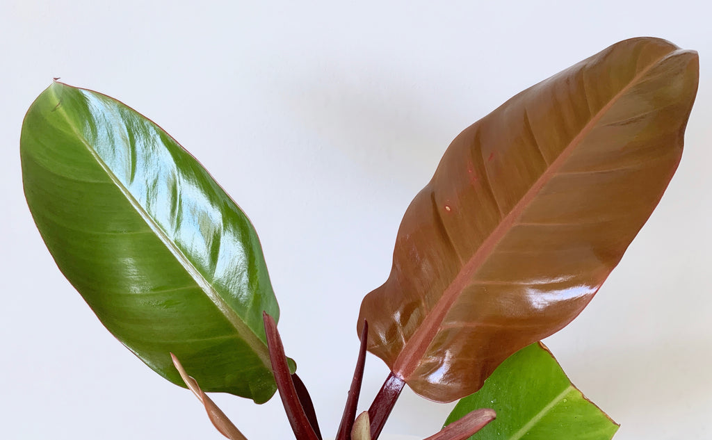 glossy green and orange houseplant leaves