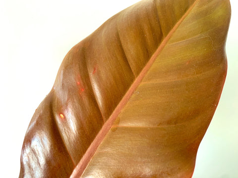 dirty houseplant leaf