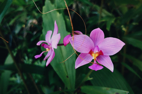 Fairchild Garden Rare Orchid