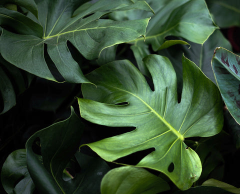 Monstera In Depth Guide To The Tropical Houseplant Favorite