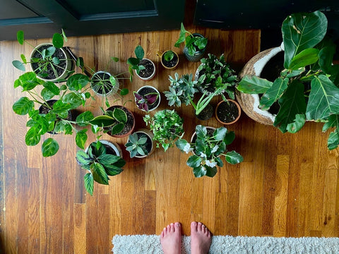 overhead view of houseplants with feet