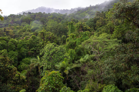 houseplant natural habitat in australia rainforest