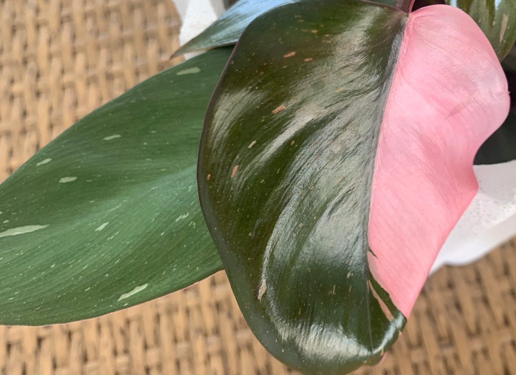 pink princess philodendron