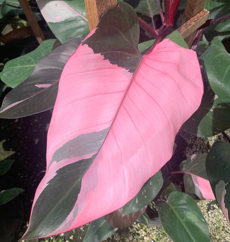 variegated pink houseplant