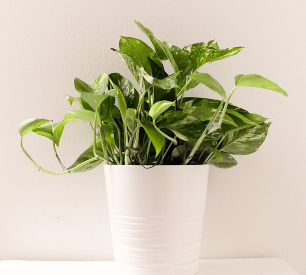 pothos plant