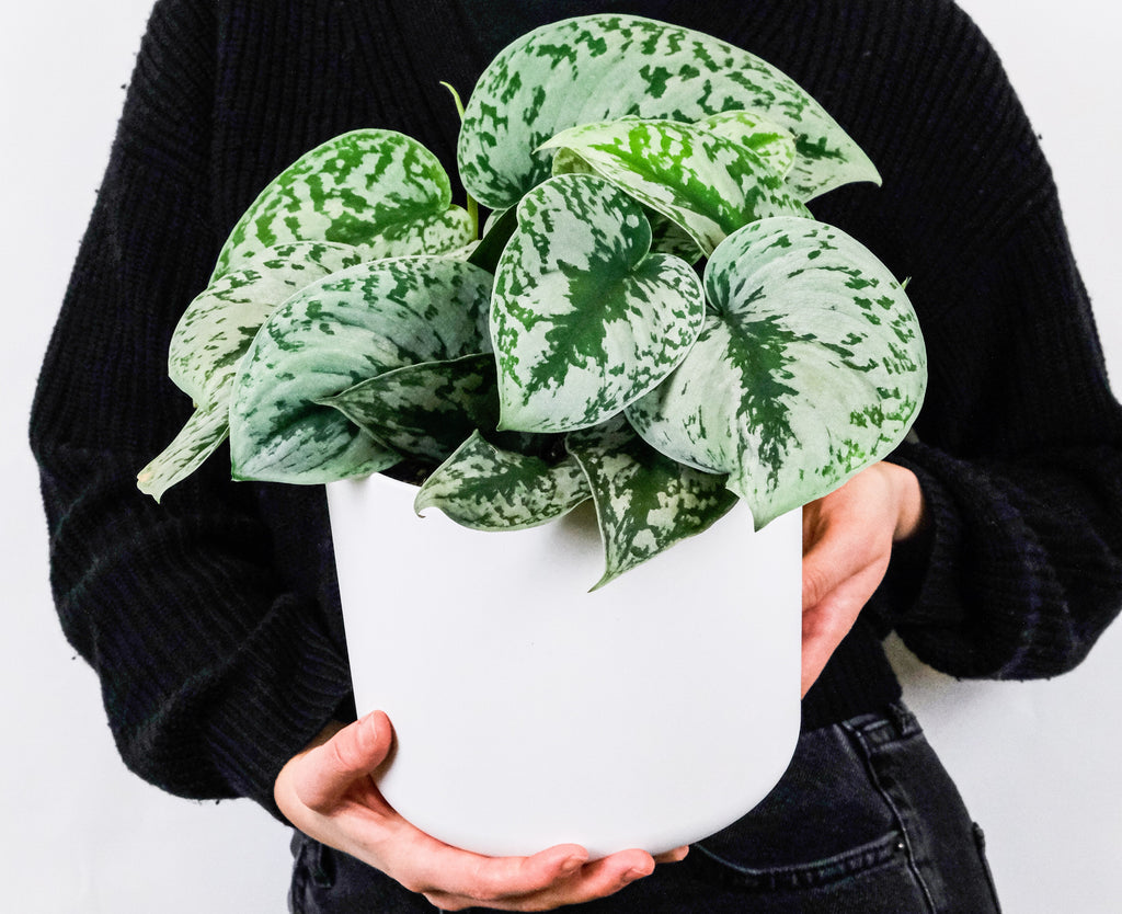 Should You Repot New Houseplants? Talking About Growing Conditions