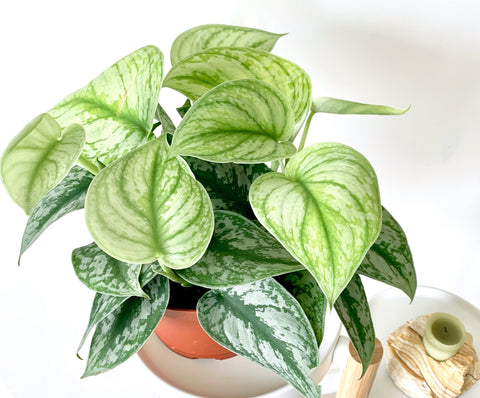 Silver Satin Pothos: An 'About Me' Guide With Care & Details – Outside In