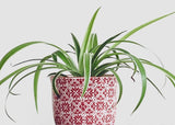 spider plant outside in