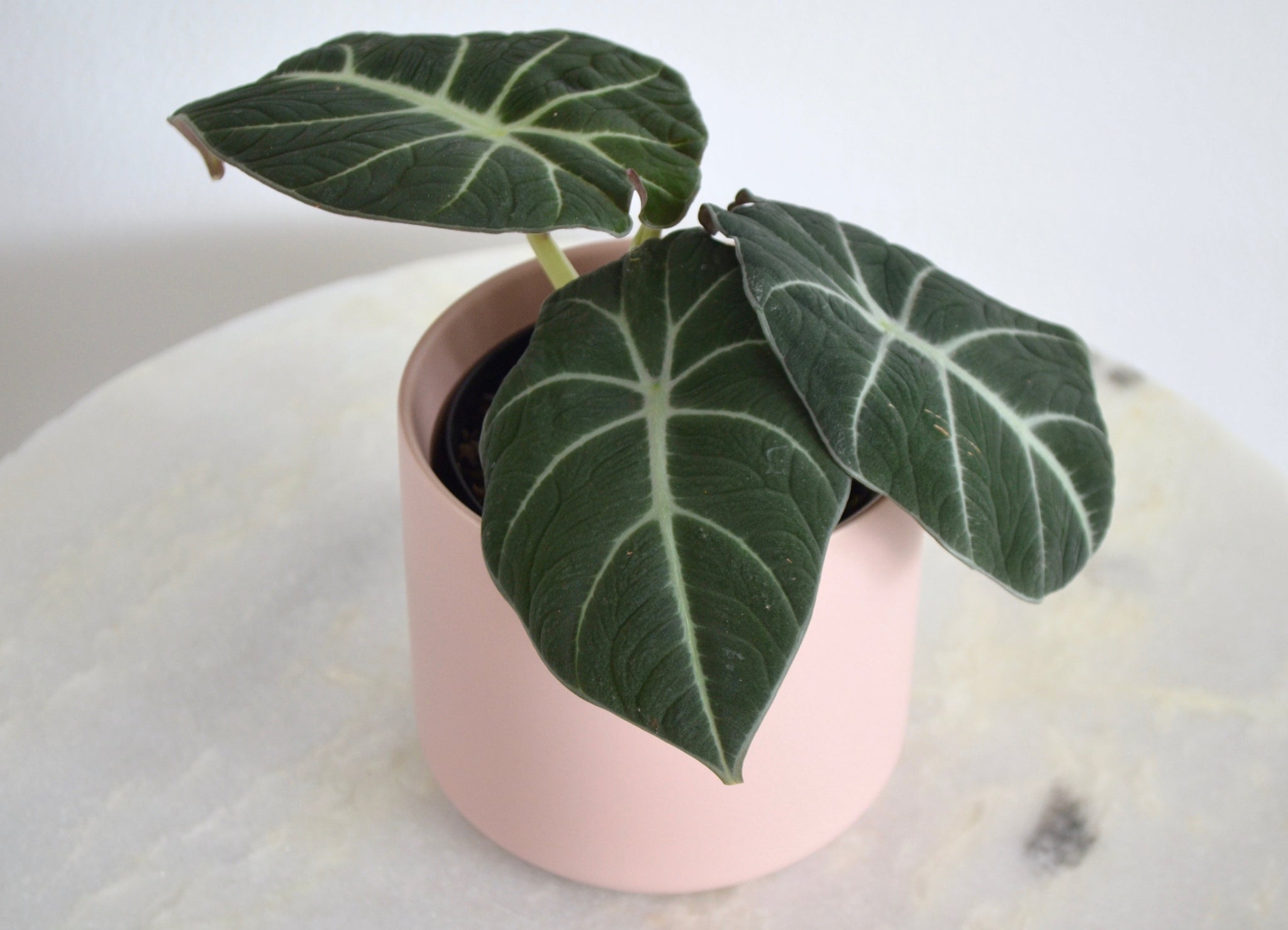 Alocasia BlackVelvet2 1024x1024@2x ?v=1614379457