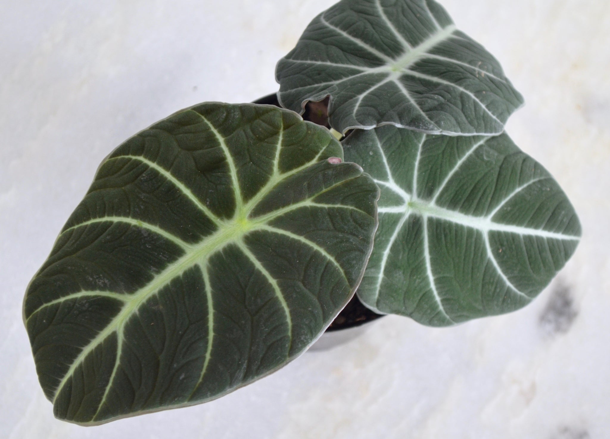 Alocasia Black Velvet – Outside In