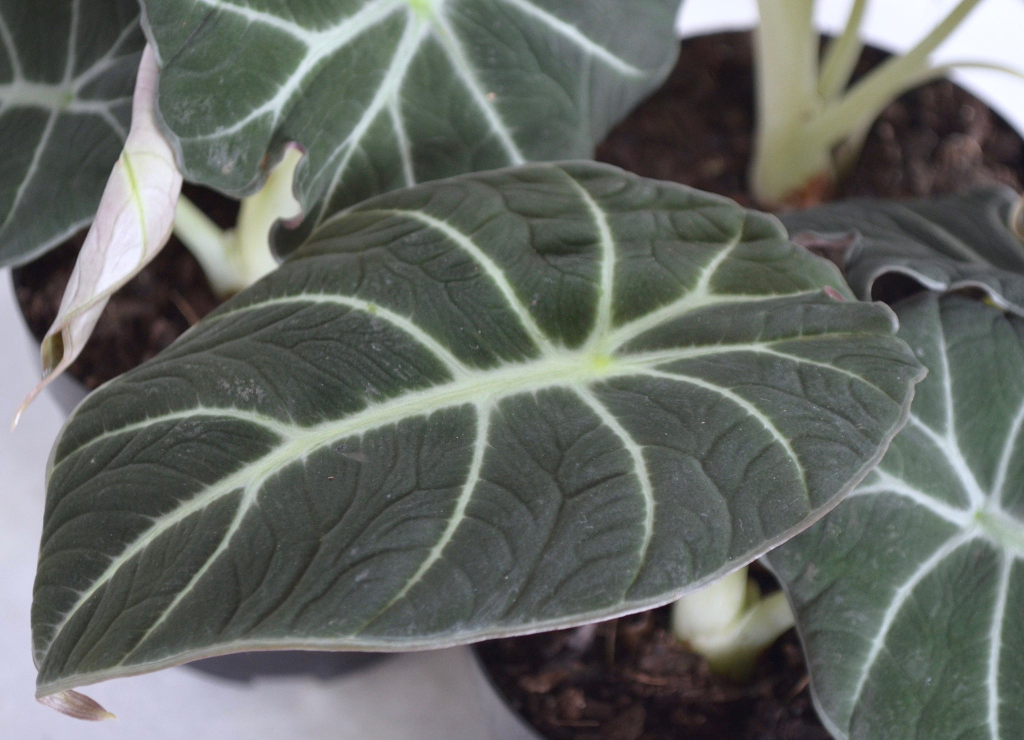 Alocasia Black Velvet – Outside In