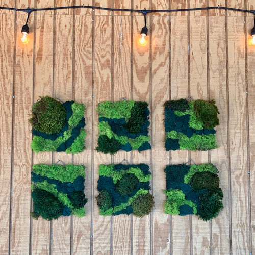 DIY Moss Art Kit Wall Decor 12”x12” – Moss Acres