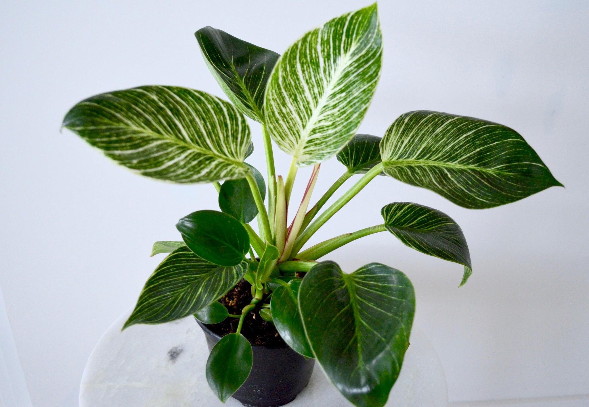 giant philodendron birkin