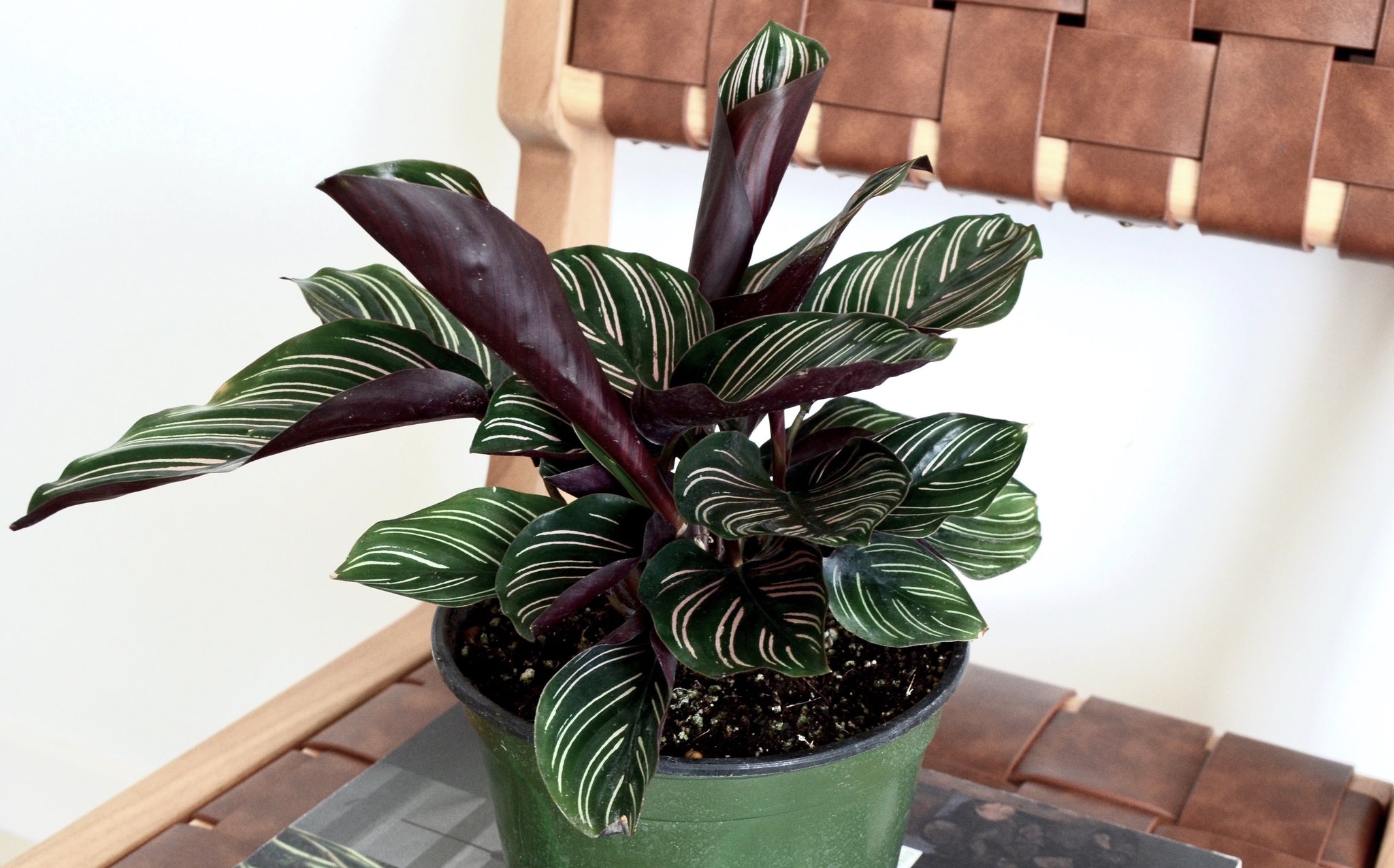 Calathea Ornata | 6