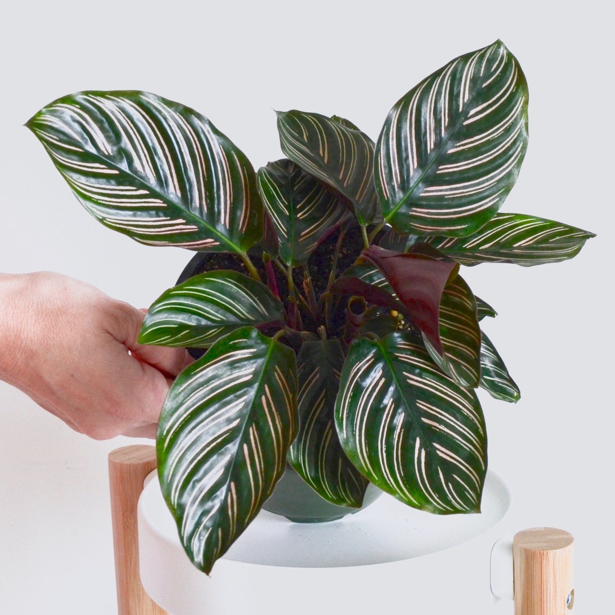 Calathea Ornata