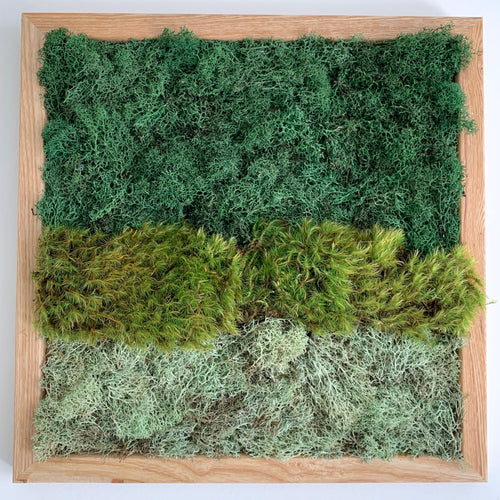 Preserved Moss Wall Decor Real Preserved Moss No Maintenance Required  Naturally Preserved Moss for Home Wall Party Festivals Crafts Xmas Indoor  Office Decoration 