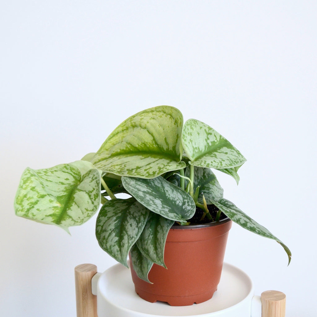 Silver Pothos: 'About Guide With Care & Details – Outside In