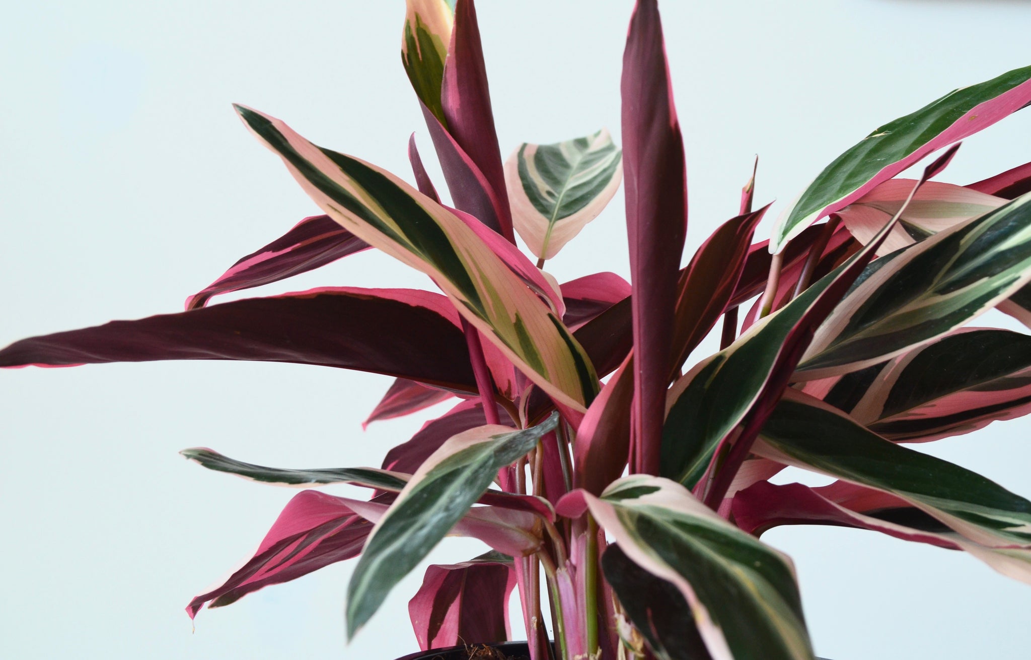 Stromanthe Triostar 6 Tropical Houseplant Stromanthe Sanguinea Tricolor Outside In