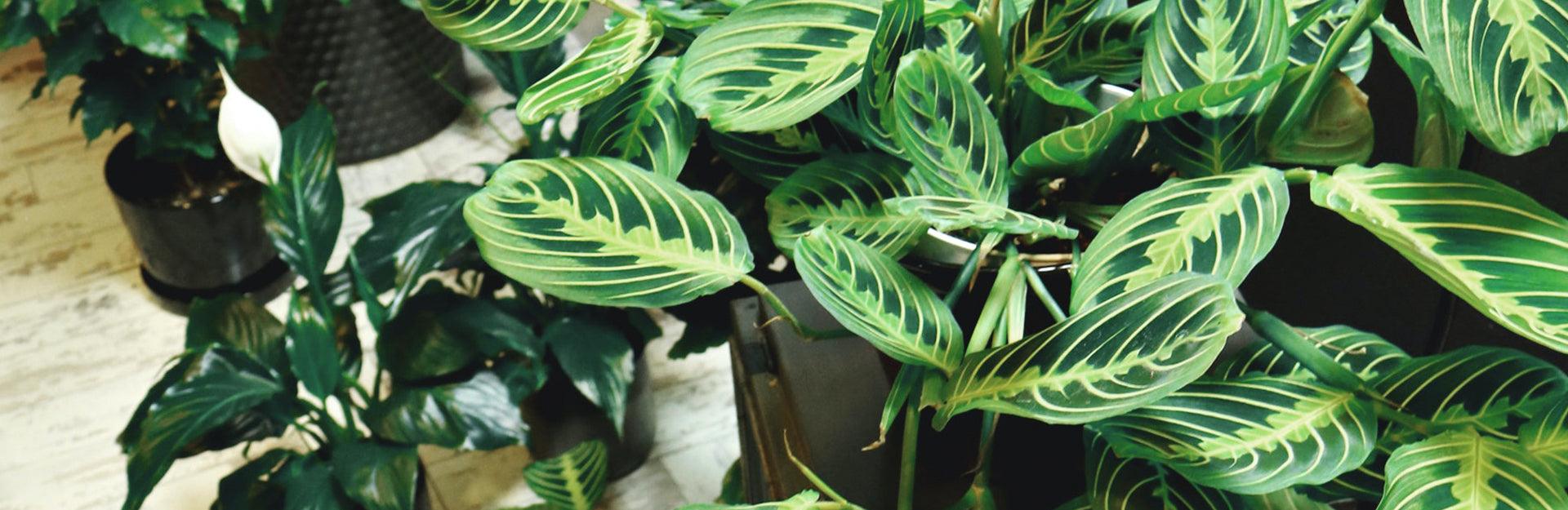 Best 10 Indoor Plants That Don’t Need Sunlight – Plantquility Houseplants