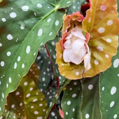 Angel Wing Begonia - Plant Care Guide – Plantquility Houseplants