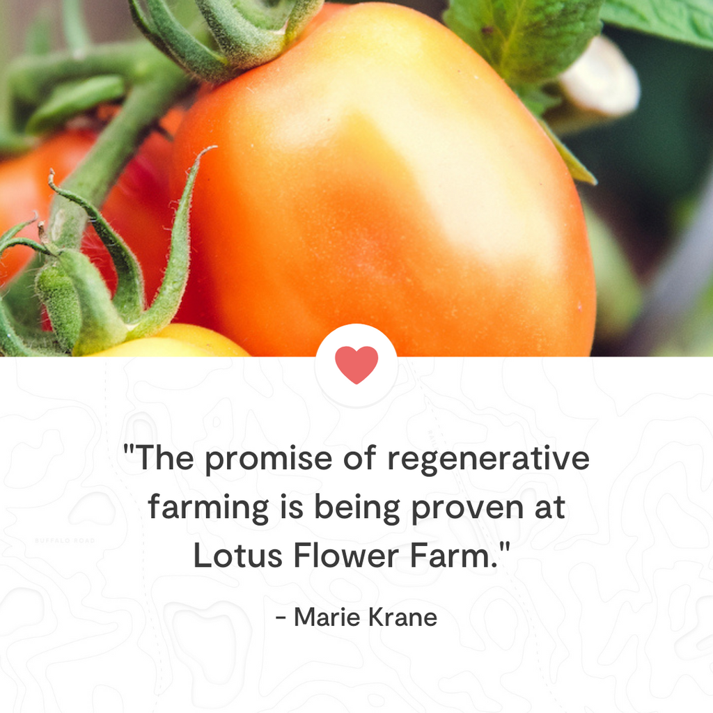 Regenerative Farming works heirloom tomato farm Tomato Bliss
