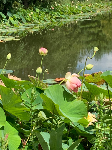 Lotus Flowers at Lotus Flower Farm