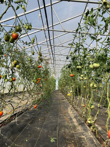 Lotus Flower Farm Tours Summer Heirloom Tomato Farm