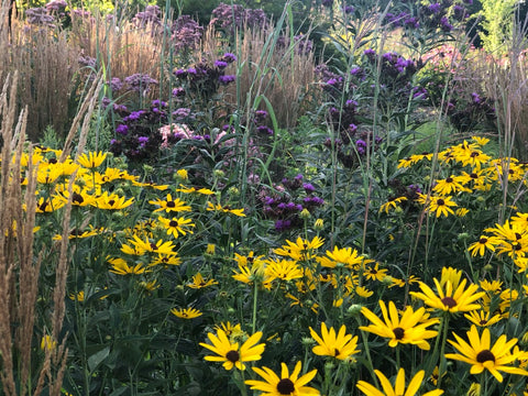 Lotus Flower Farm Tours Summer Heirloom Tomato Farm Black eyed susan