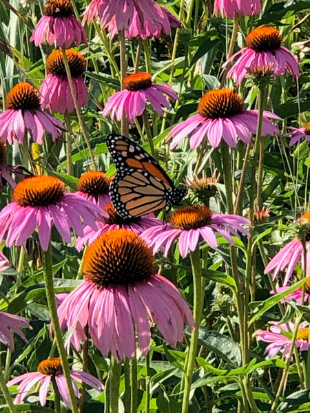 Pale Purple Coneflower at Lotus Flower Farm